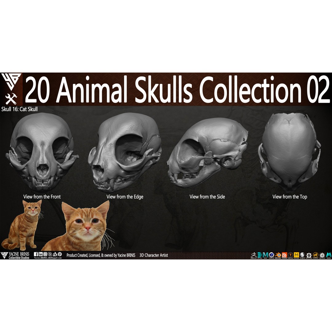 Animal Skulls 3D Model – Low-Poly Collection, FBX, OBJ, STL - View 27