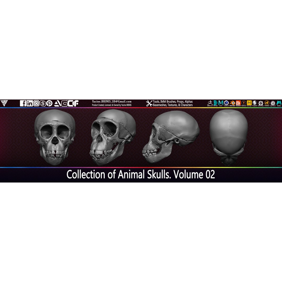 Animal Skulls 3D Model – Low-Poly Collection, FBX, OBJ, STL - View 28