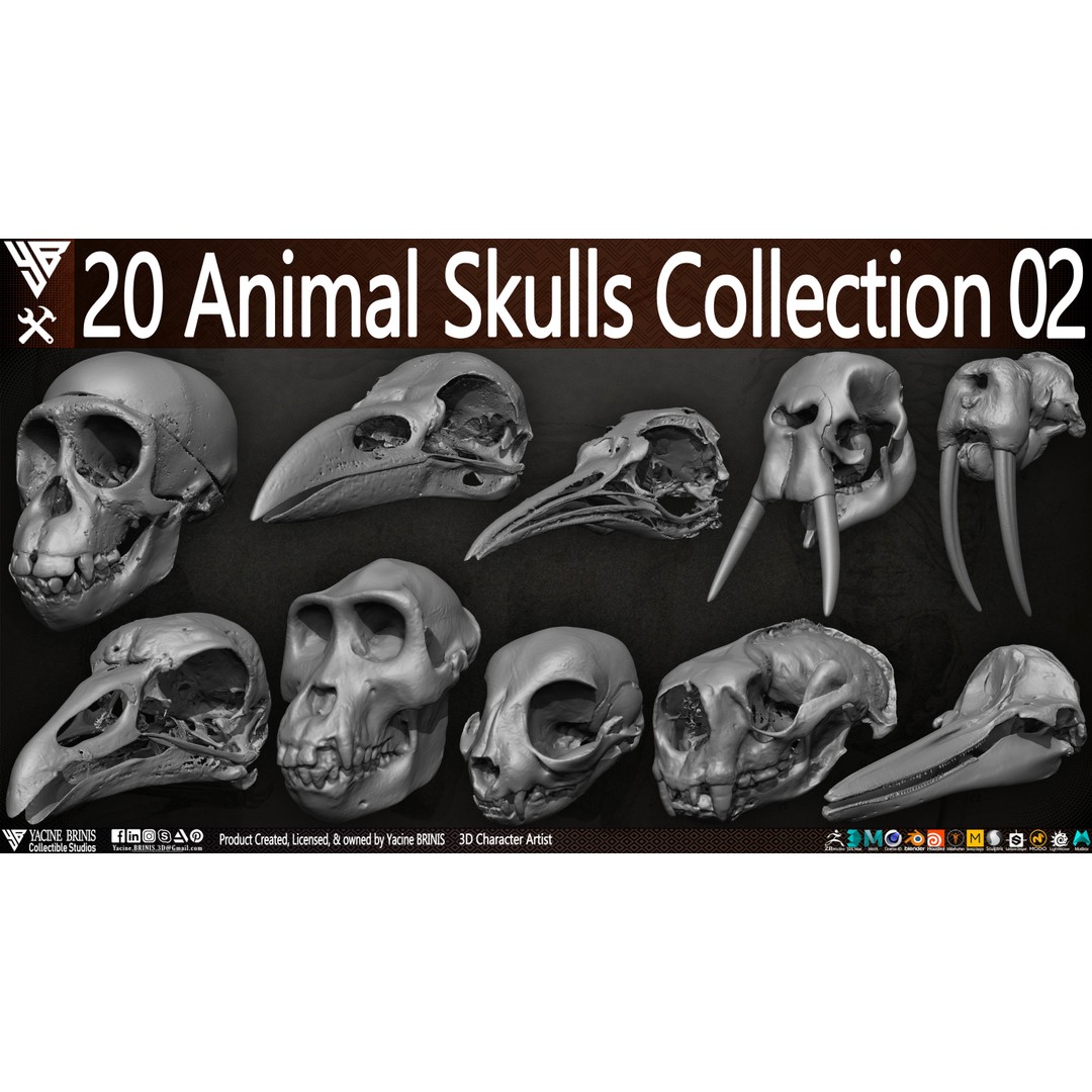 Animal Skulls 3D Model – Low-Poly Collection, FBX, OBJ, STL - View 29