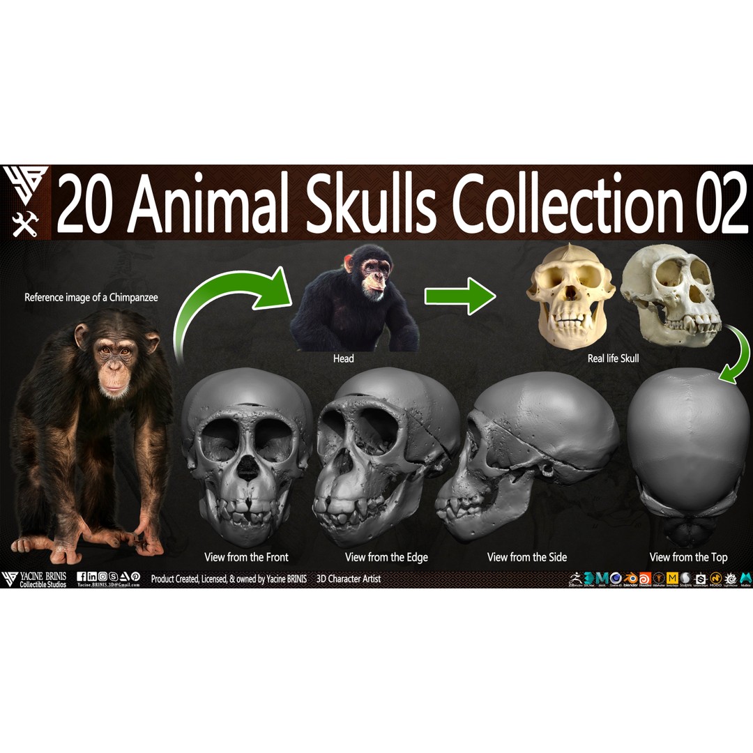 Animal Skulls 3D Model – Low-Poly Collection, FBX, OBJ, STL - View 3