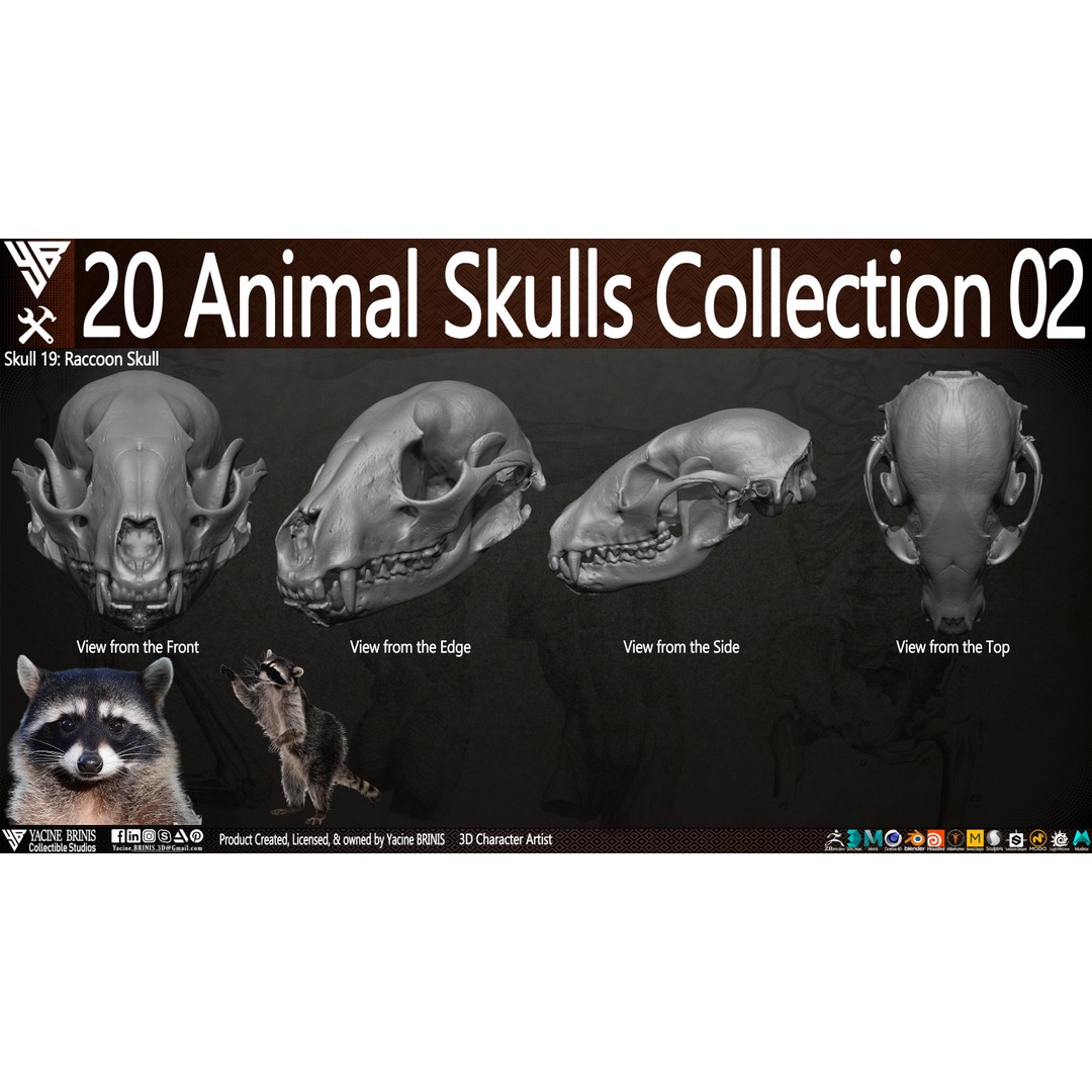 Animal Skulls 3D Model – Low-Poly Collection, FBX, OBJ, STL - View 30