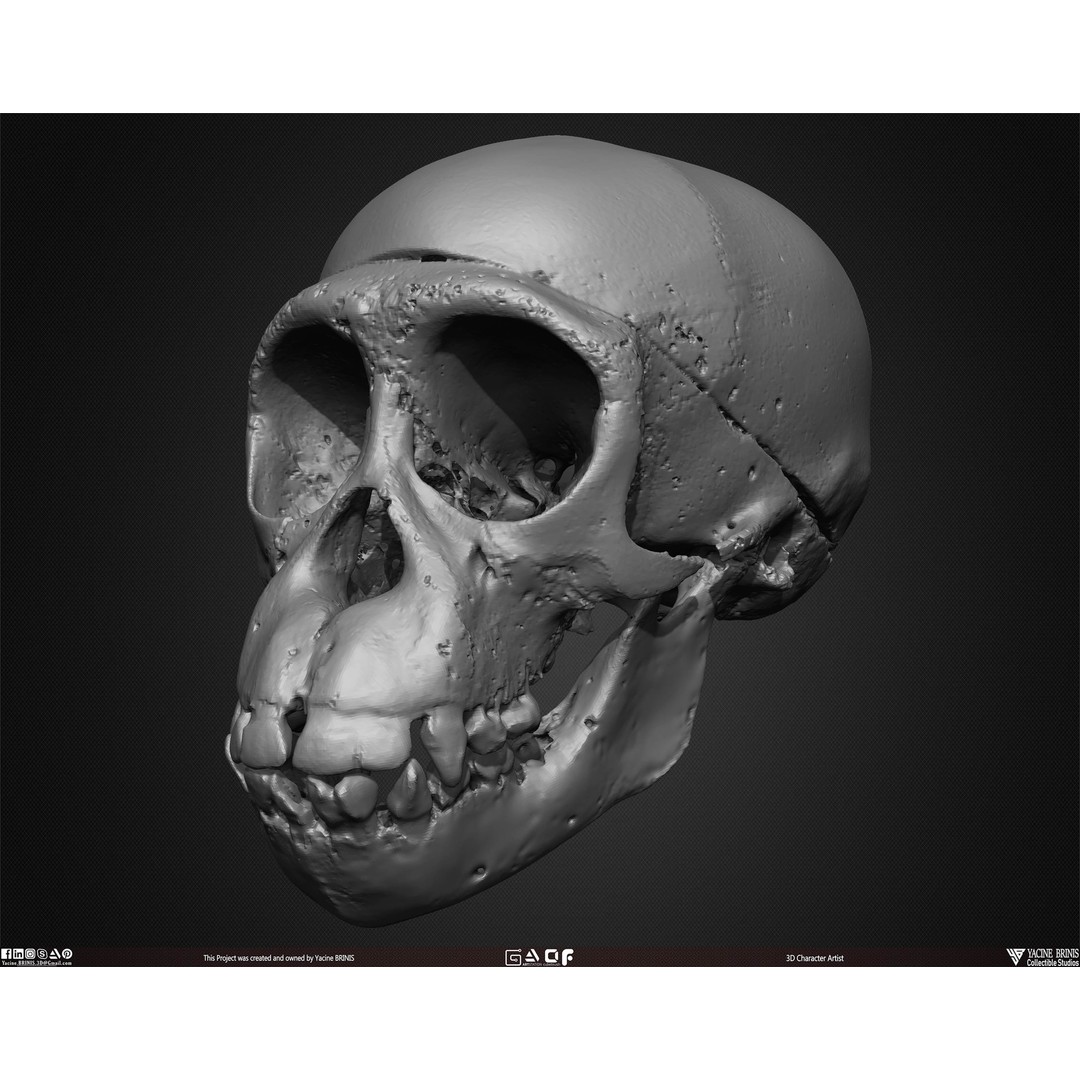 Animal Skulls 3D Model – Low-Poly Collection, FBX, OBJ, STL - View 31