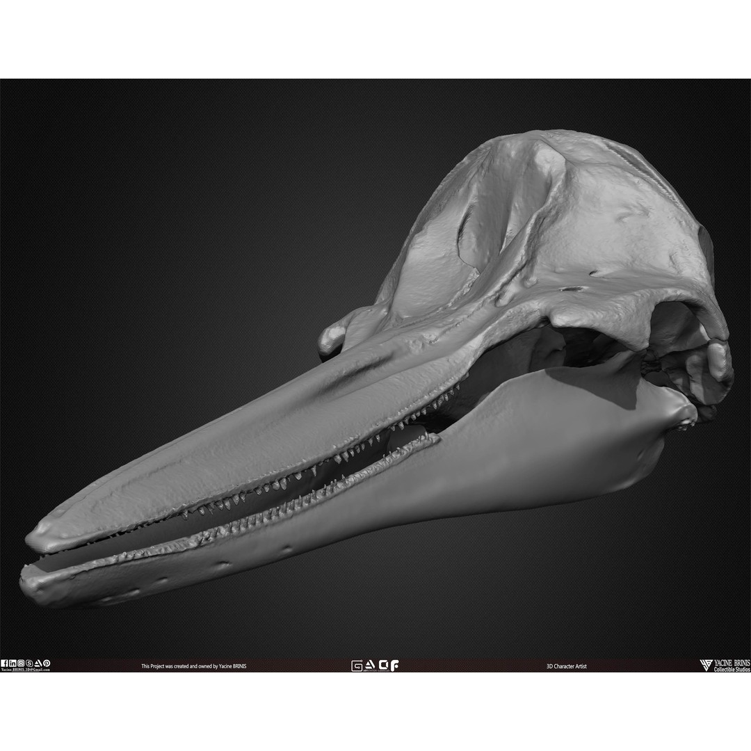 Animal Skulls 3D Model – Low-Poly Collection, FBX, OBJ, STL - View 32