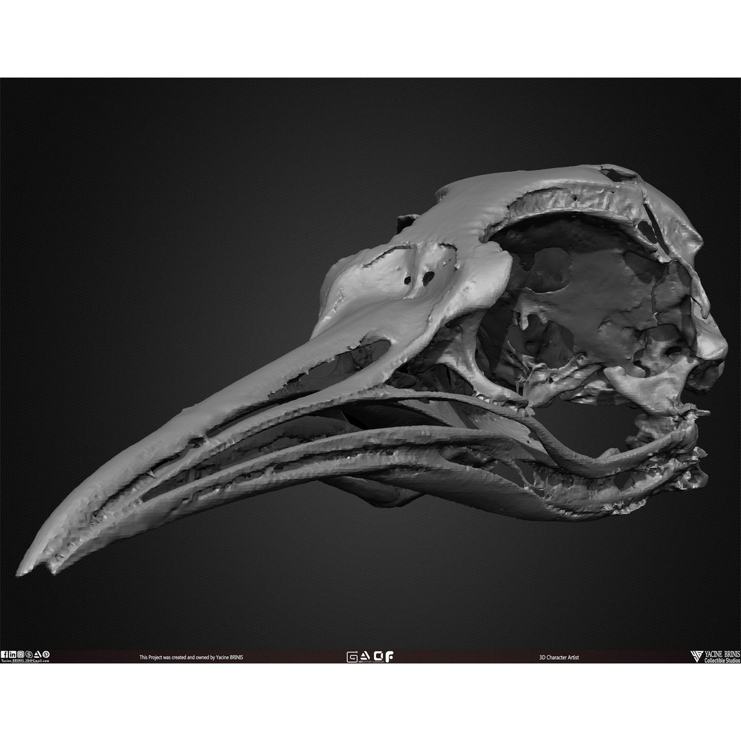 Animal Skulls 3D Model – Low-Poly Collection, FBX, OBJ, STL - View 33