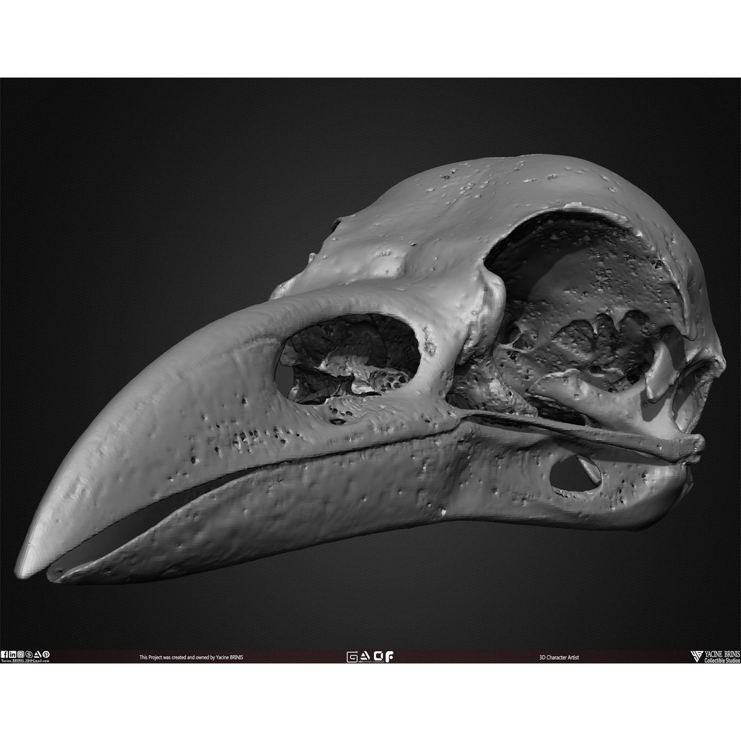 Animal Skulls 3D Model – Low-Poly Collection, FBX, OBJ, STL - View 34