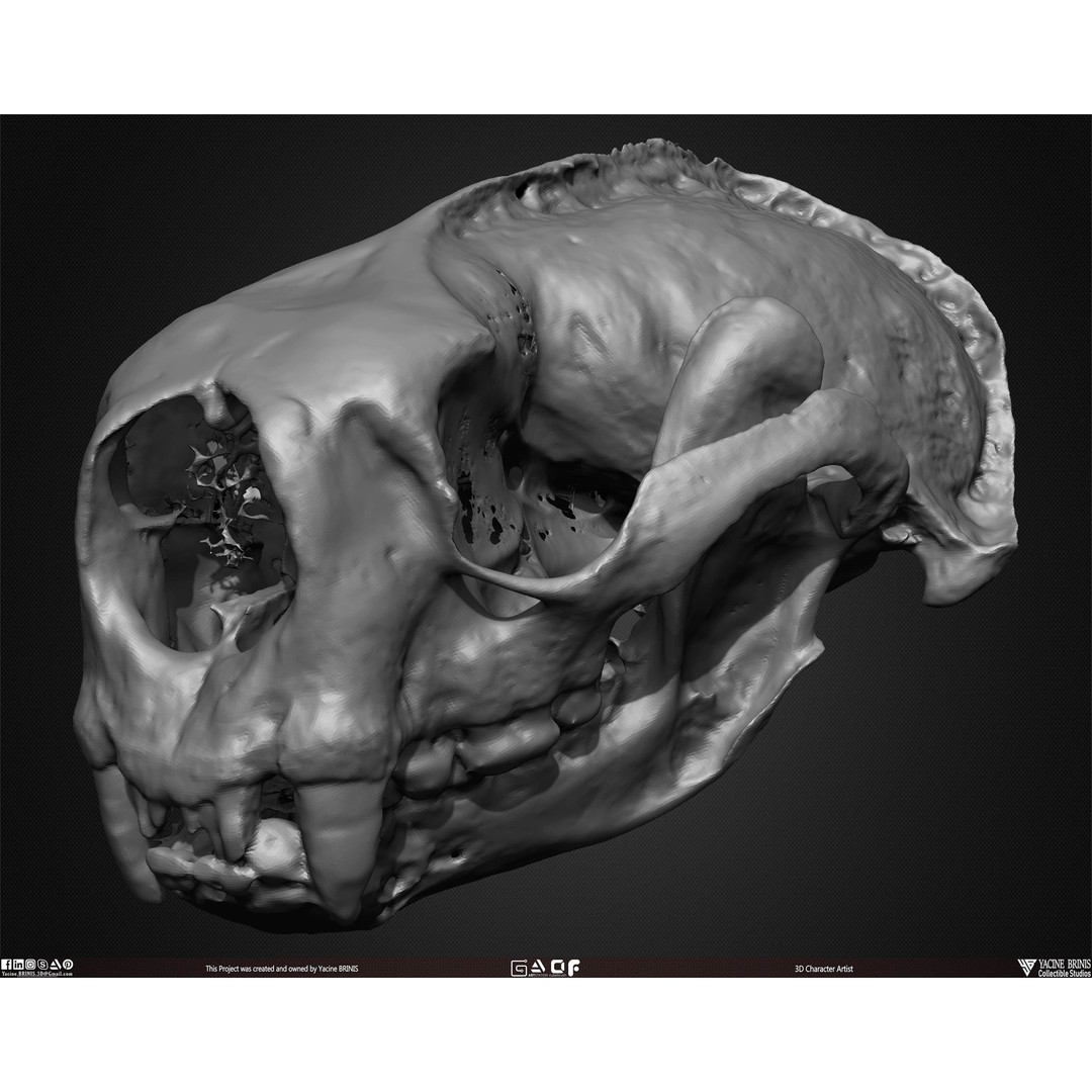 Animal Skulls 3D Model – Low-Poly Collection, FBX, OBJ, STL - View 36
