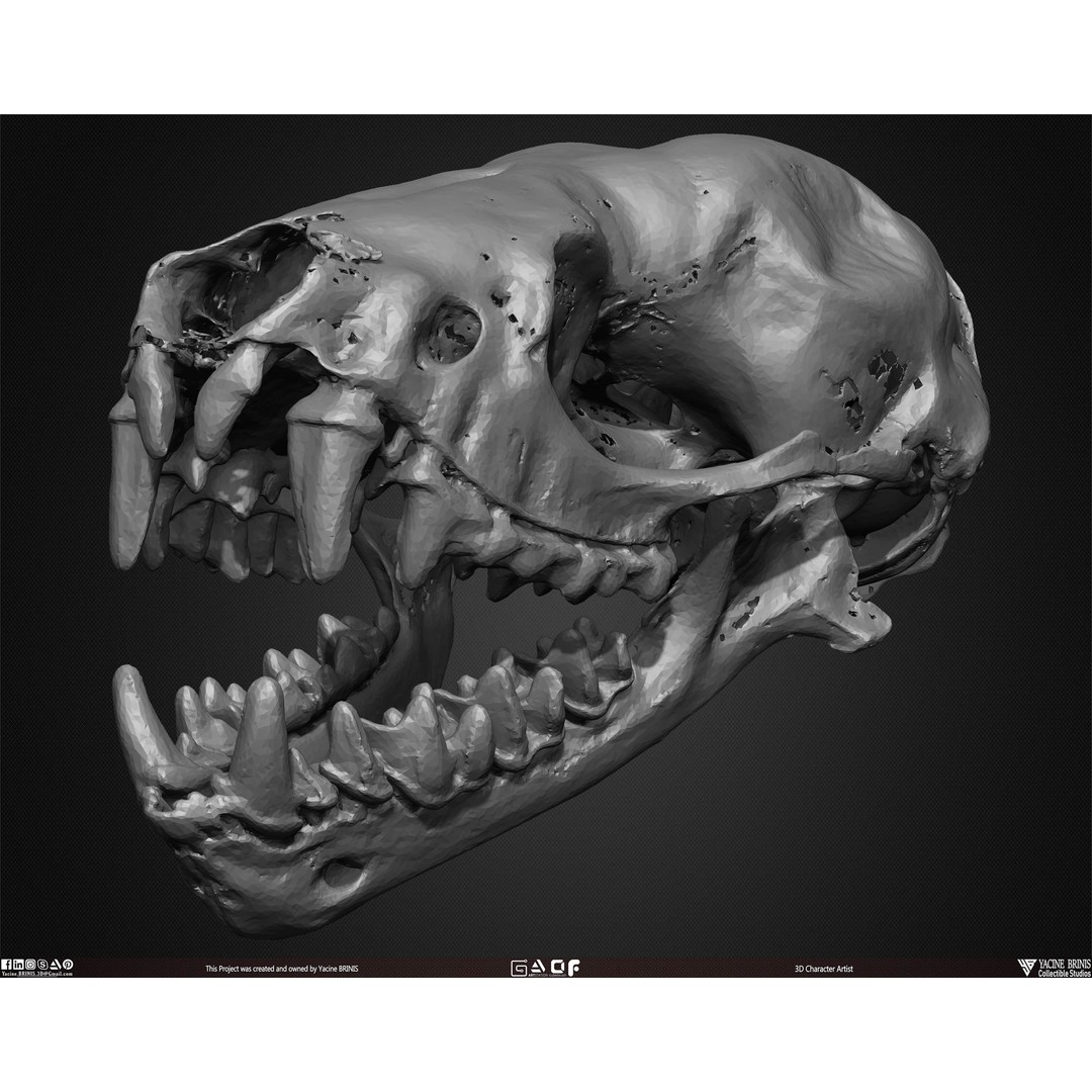 Animal Skulls 3D Model – Low-Poly Collection, FBX, OBJ, STL - View 37