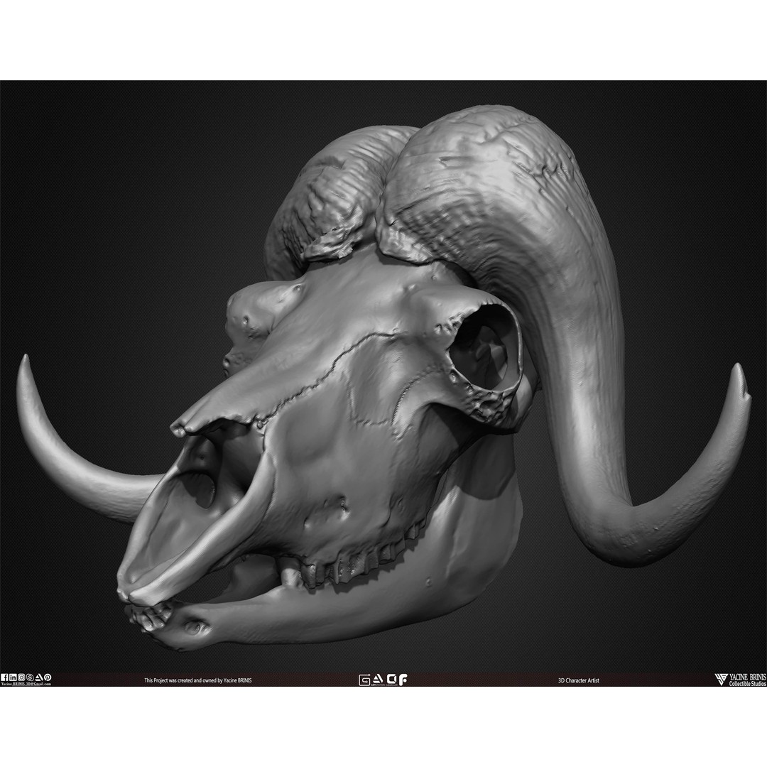 Animal Skulls 3D Model – Low-Poly Collection, FBX, OBJ, STL - View 38