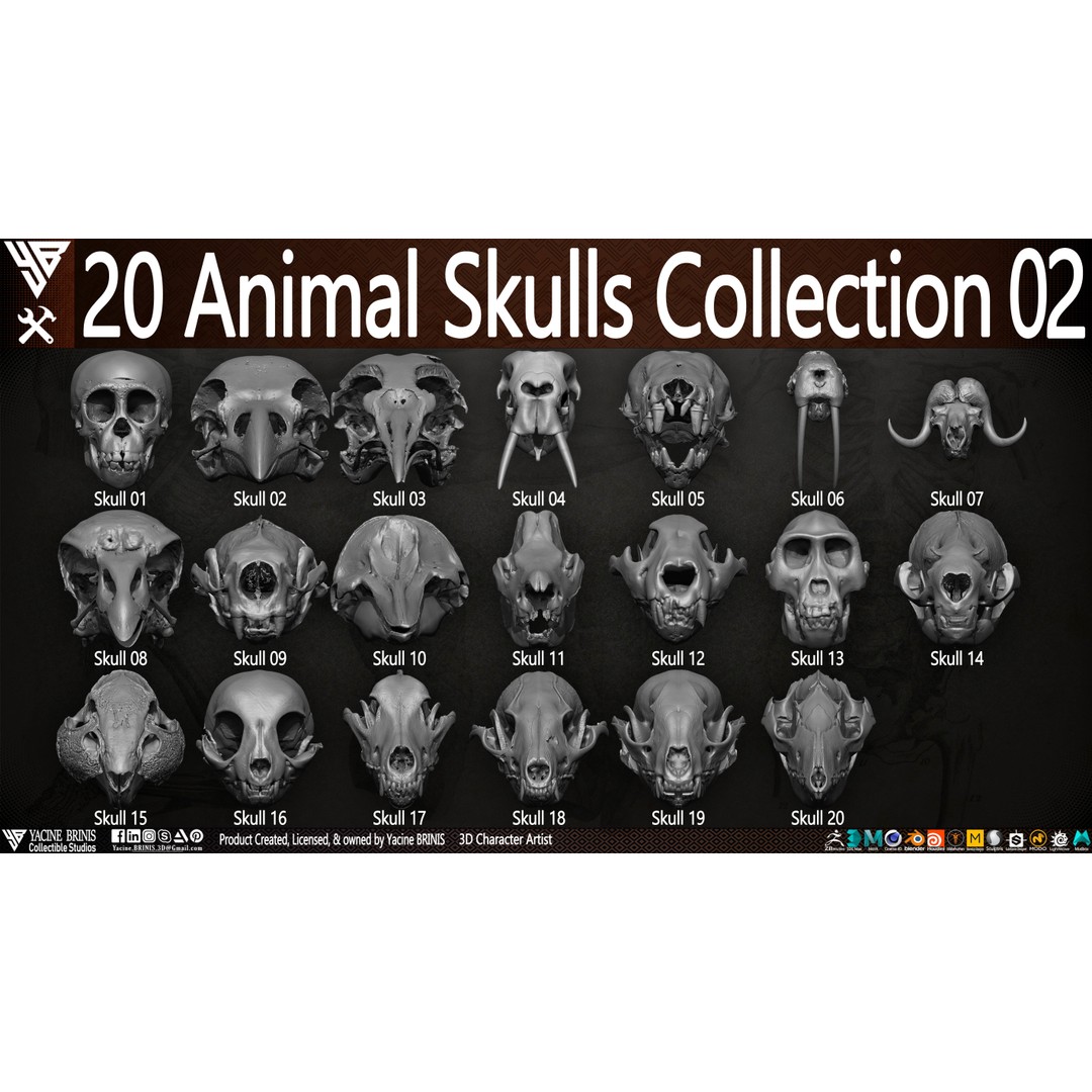 Animal Skulls 3D Model – Low-Poly Collection, FBX, OBJ, STL - View 4