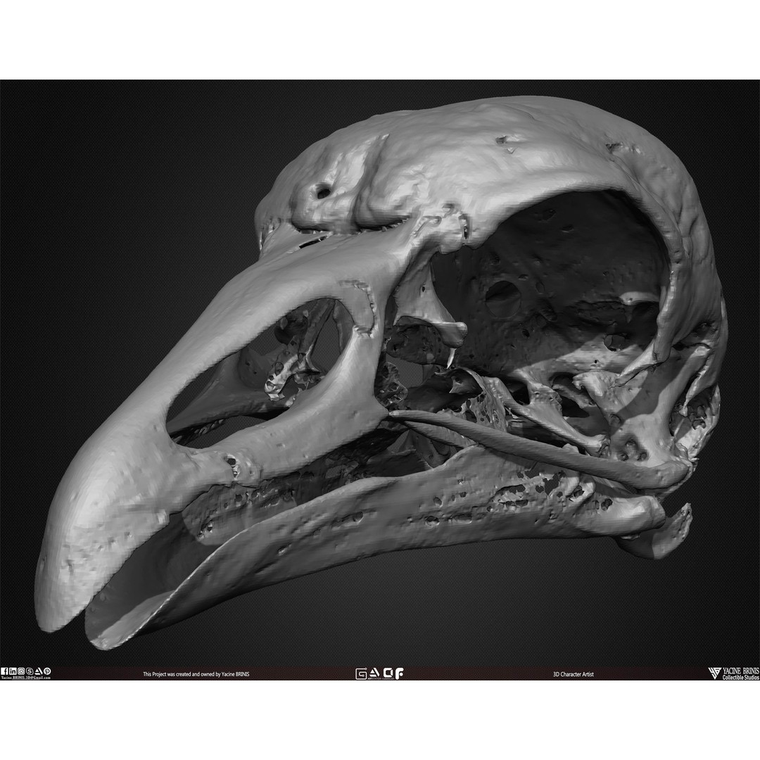 Animal Skulls 3D Model – Low-Poly Collection, FBX, OBJ, STL - View 40