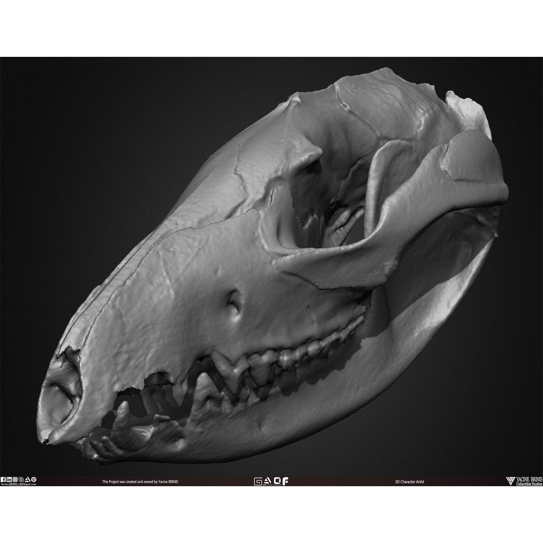Animal Skulls 3D Model – Low-Poly Collection, FBX, OBJ, STL - View 42