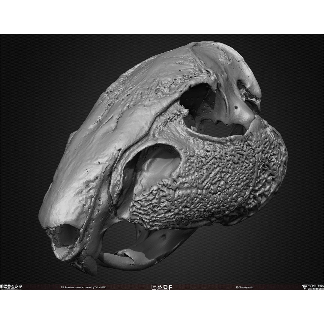 Animal Skulls 3D Model – Low-Poly Collection, FBX, OBJ, STL - View 43