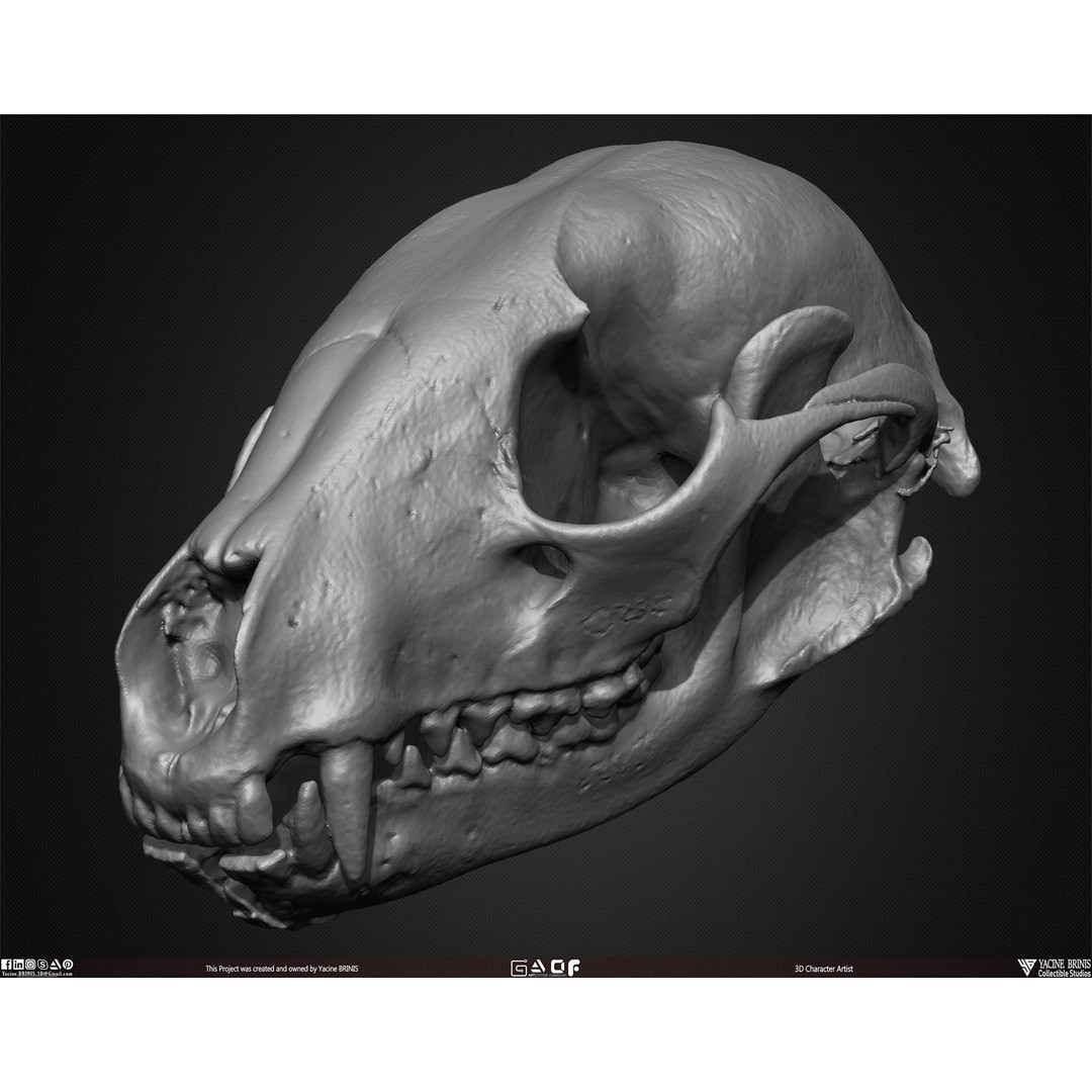 Animal Skulls 3D Model – Low-Poly Collection, FBX, OBJ, STL - View 44