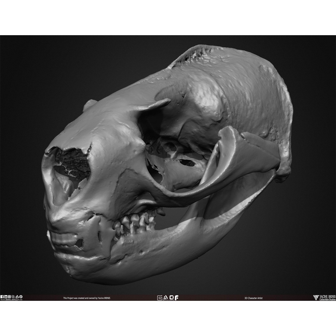 Animal Skulls 3D Model – Low-Poly Collection, FBX, OBJ, STL - View 46