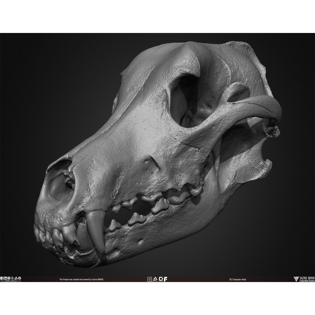 Animal Skulls 3D Model – Low-Poly Collection, FBX, OBJ, STL - View 47