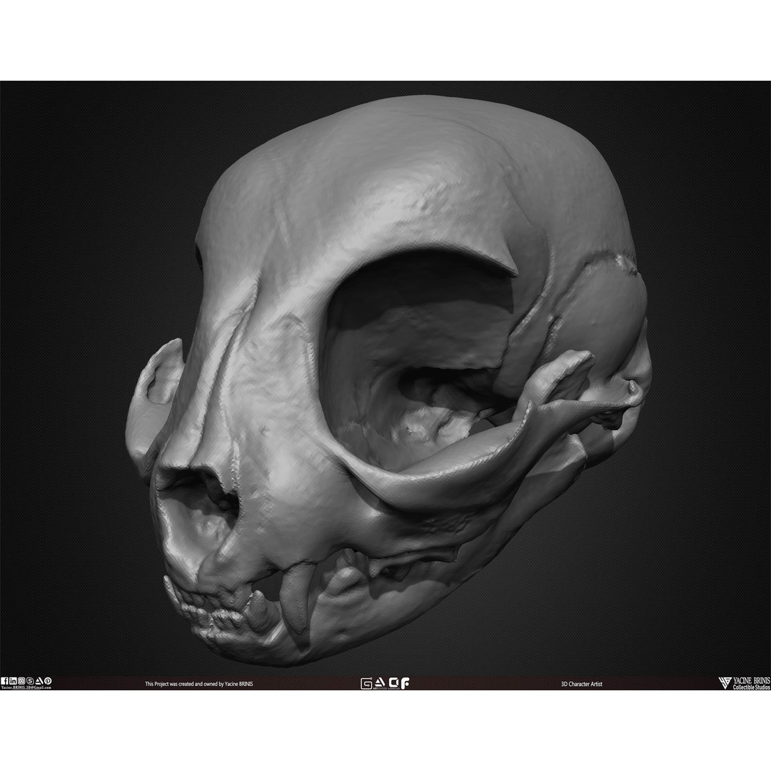 Animal Skulls 3D Model – Low-Poly Collection, FBX, OBJ, STL - View 48