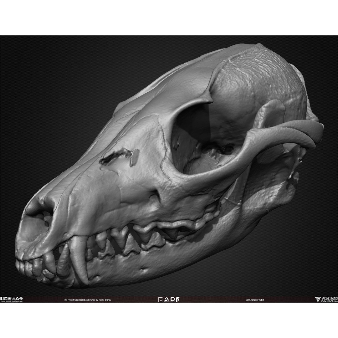 Animal Skulls 3D Model – Low-Poly Collection, FBX, OBJ, STL - View 49
