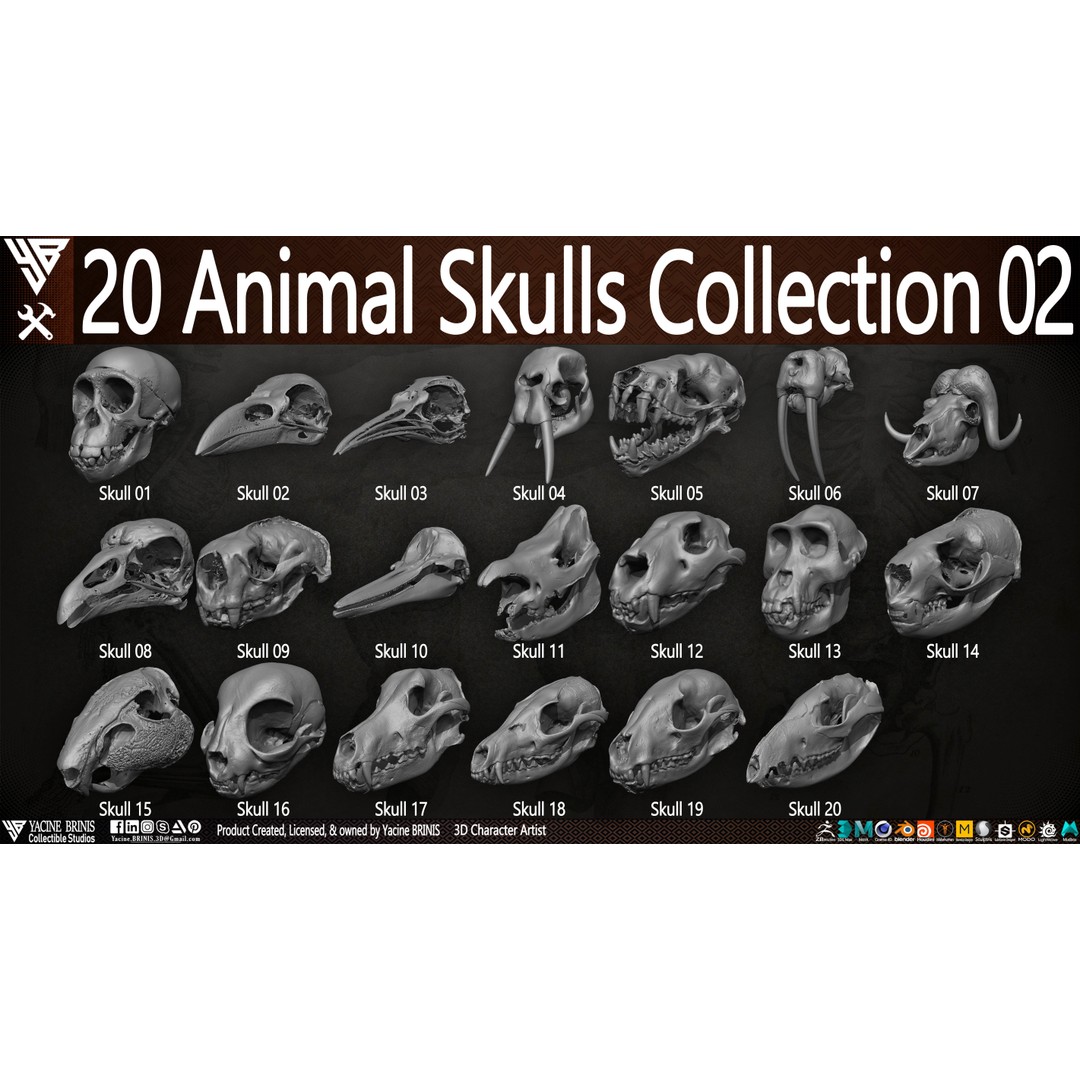 Animal Skulls 3D Model – Low-Poly Collection, FBX, OBJ, STL - View 5