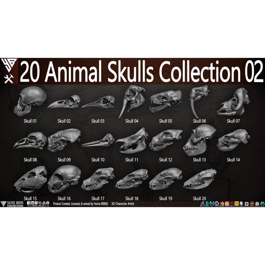 Animal Skulls 3D Model – Low-Poly Collection, FBX, OBJ, STL - View 6