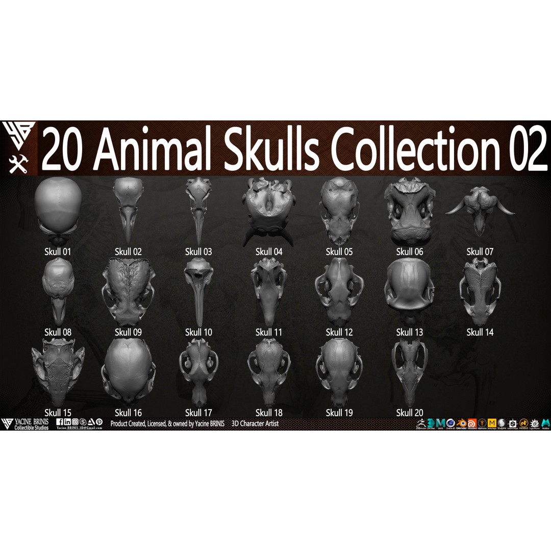 Animal Skulls 3D Model – Low-Poly Collection, FBX, OBJ, STL - View 7