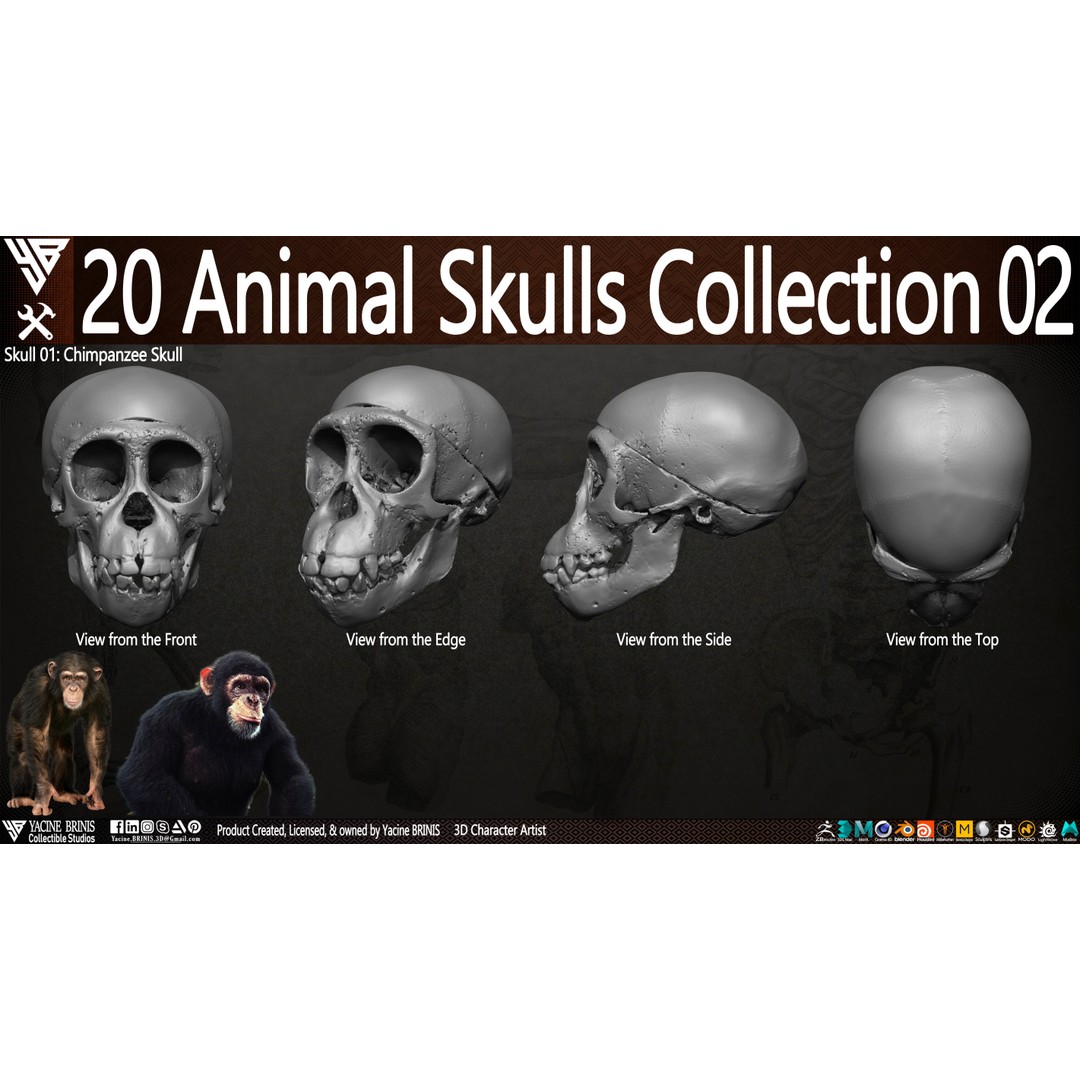 Animal Skulls 3D Model – Low-Poly Collection, FBX, OBJ, STL - View 8