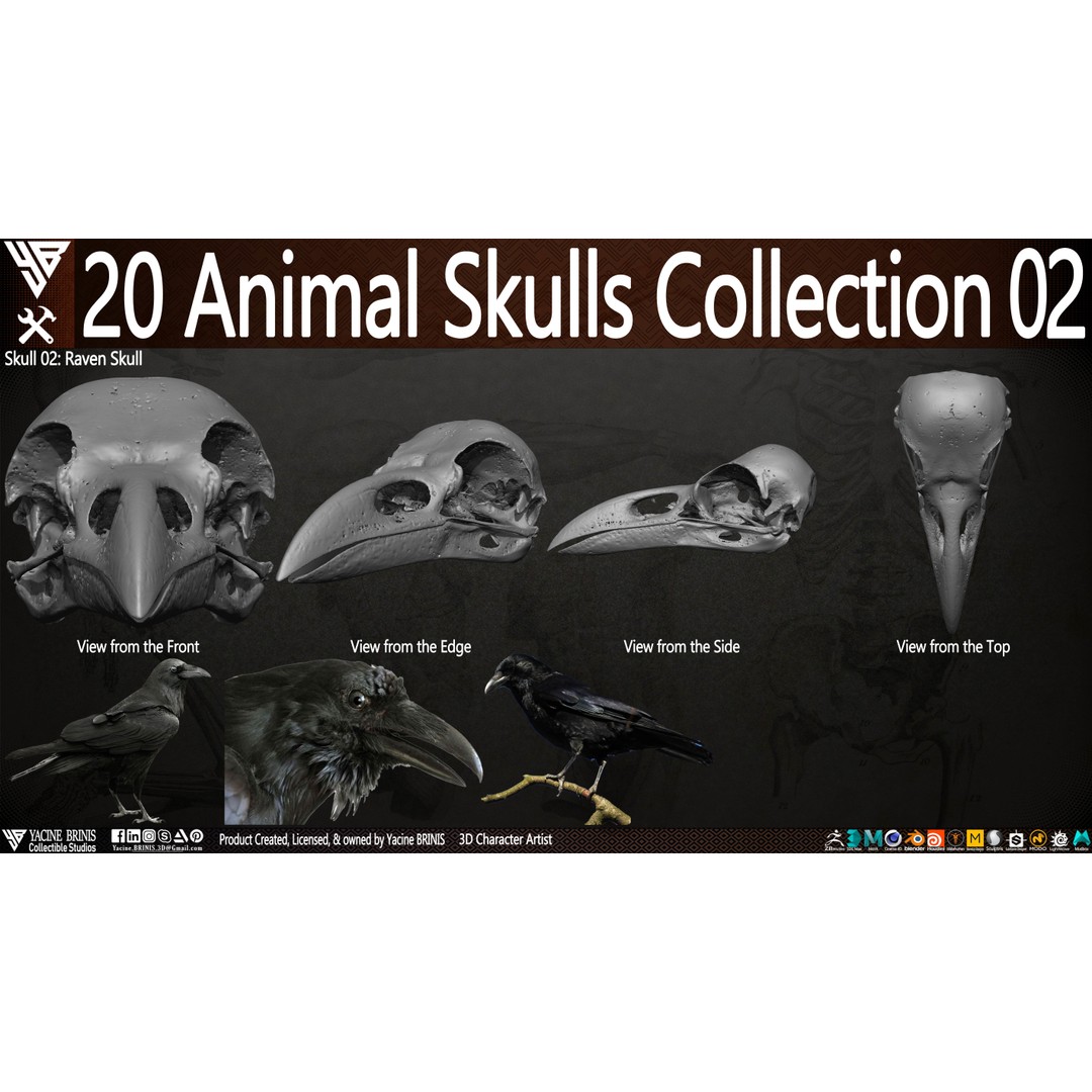 Animal Skulls 3D Model – Low-Poly Collection, FBX, OBJ, STL - View 9