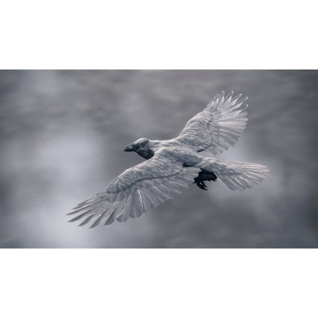 Crow 3D Model – Rigged Low-Poly Bird with PBR Textures