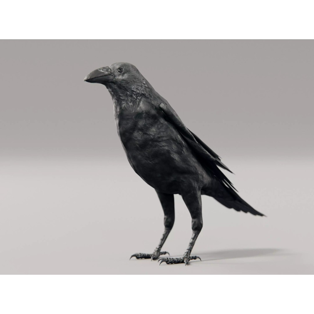 Crow 3D Model – Rigged Low-Poly Bird with PBR Textures - View 2