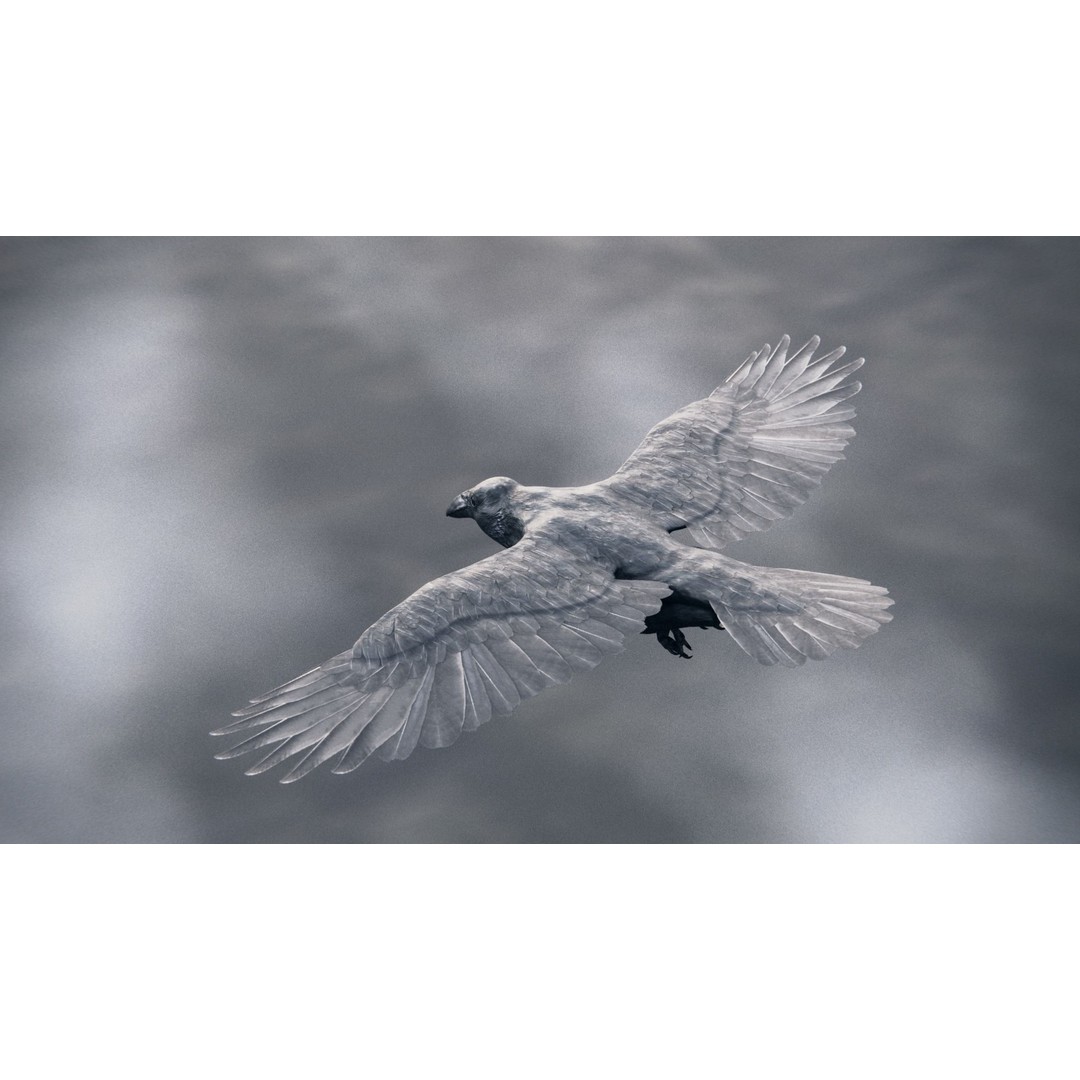 Crow 3D Model – Rigged Low-Poly Bird with PBR Textures - View 3