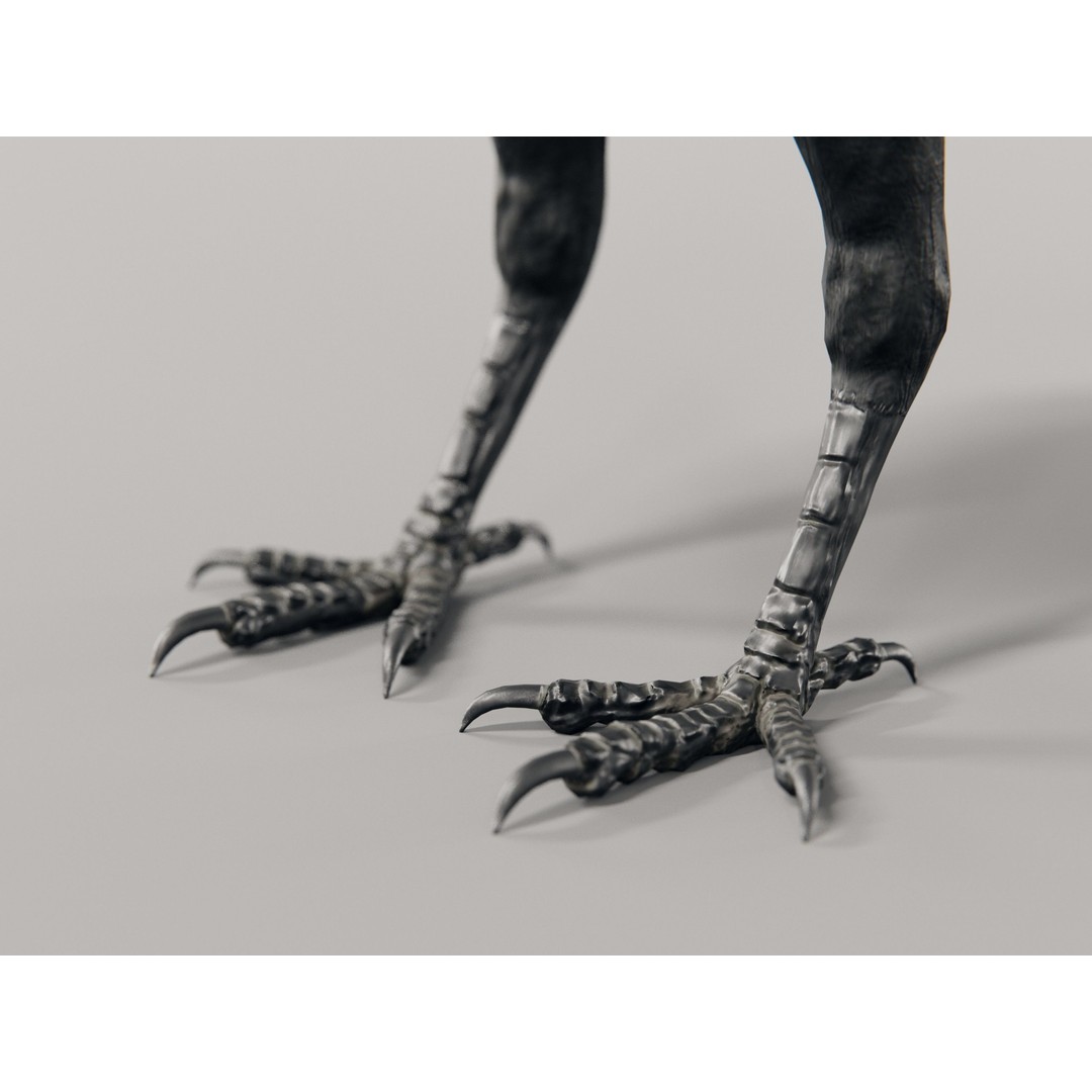 Crow 3D Model – Rigged Low-Poly Bird with PBR Textures - View 5