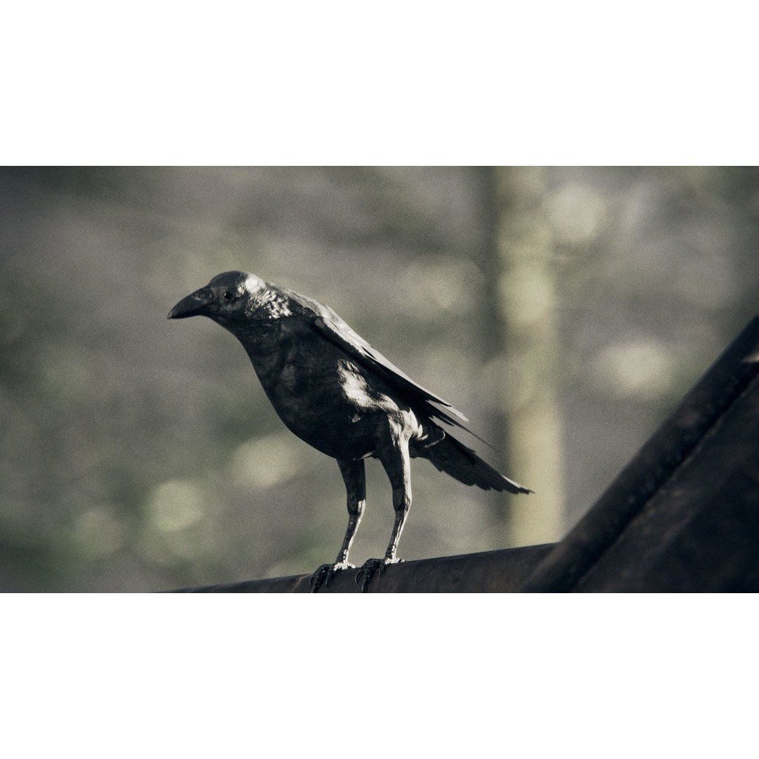 Crow 3D Model – Rigged Low-Poly Bird with PBR Textures - View 6