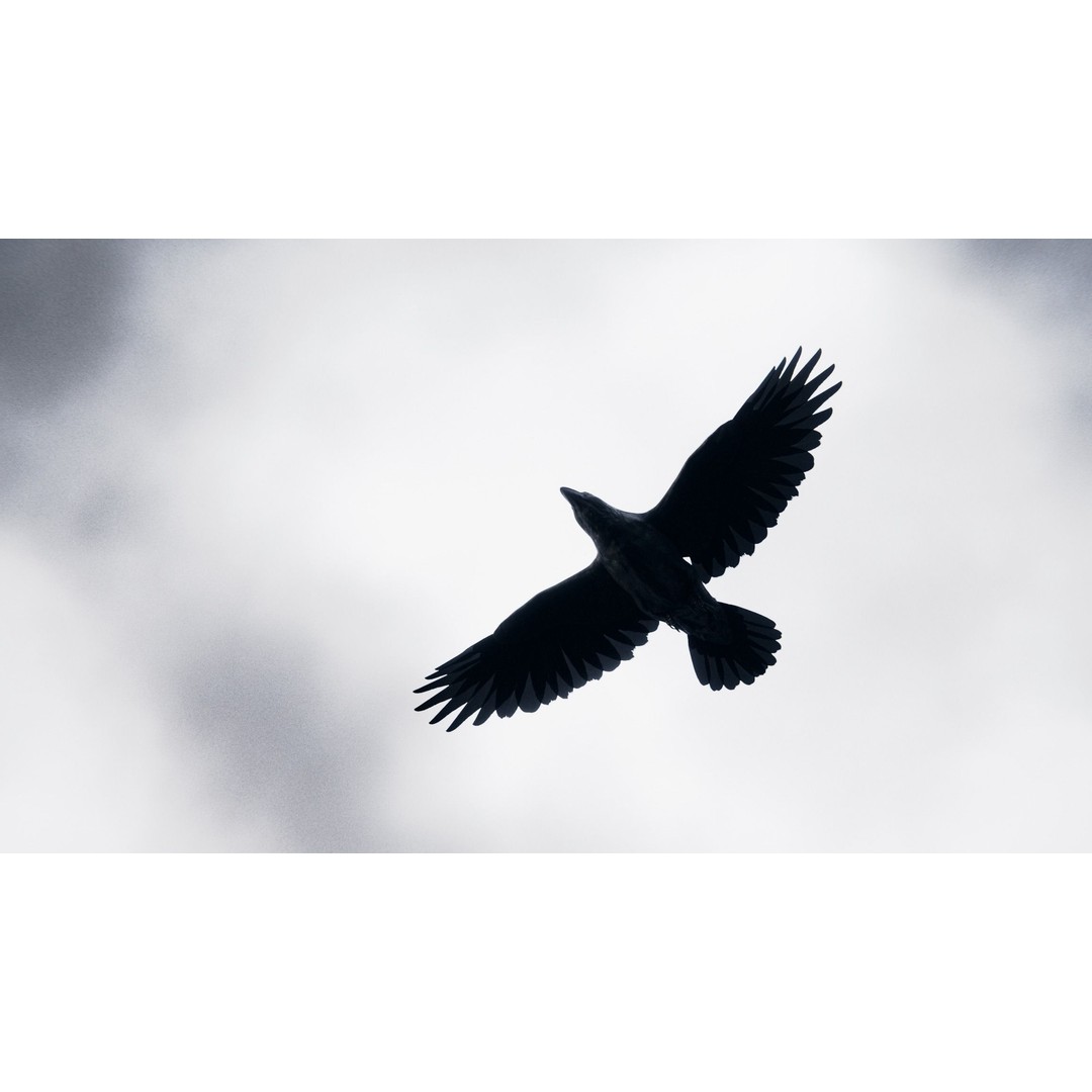 Crow 3D Model – Rigged Low-Poly Bird with PBR Textures - View 7