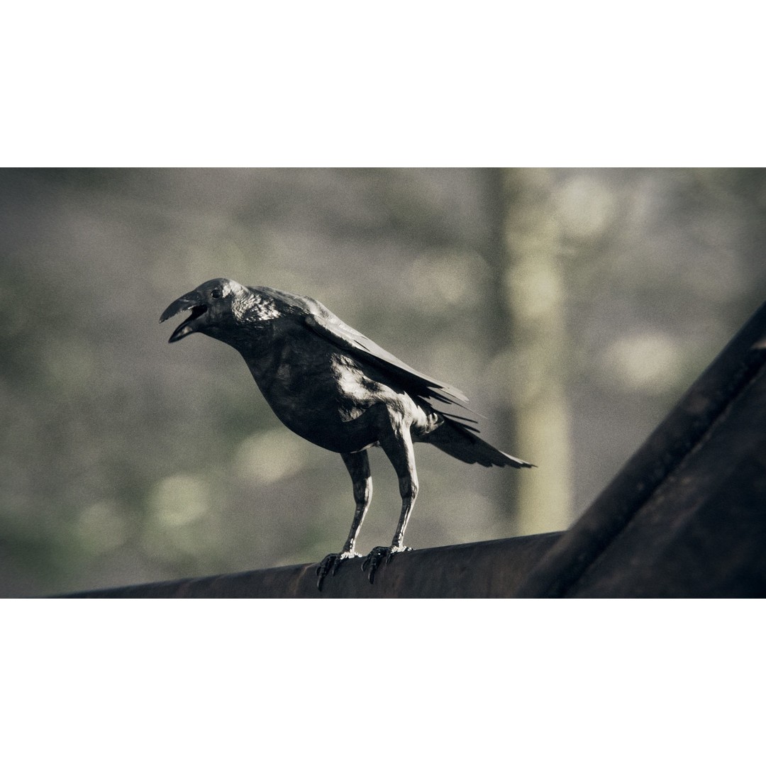 Crow 3D Model – Rigged Low-Poly Bird with PBR Textures - View 8