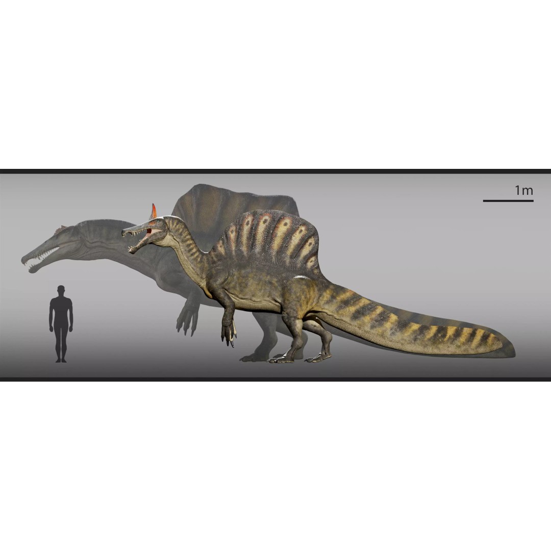Spinosaurus mirabilis 3D Model – Low Poly Rigged Dinosaur for Animation - View 10