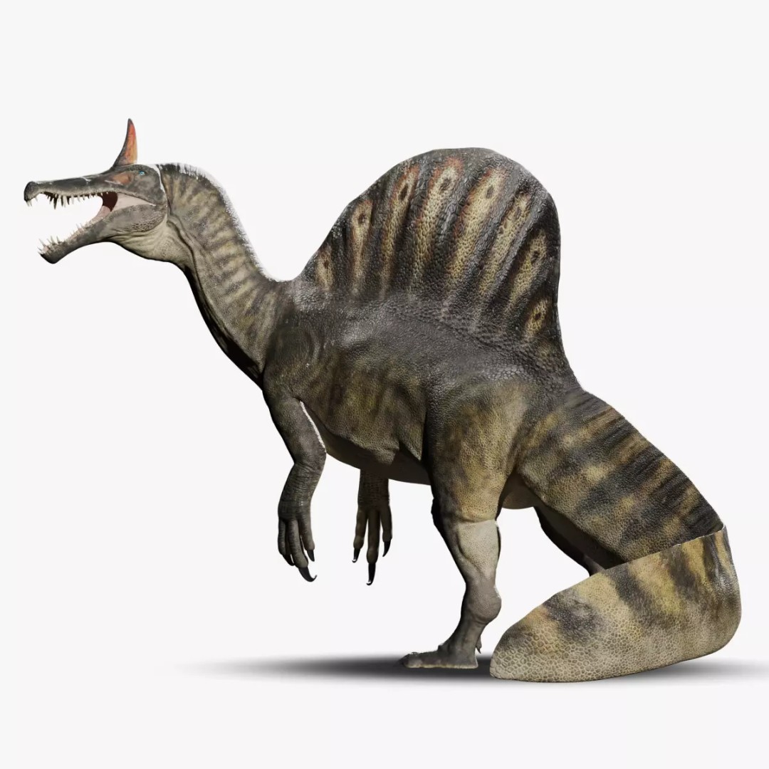 Spinosaurus mirabilis 3D Model – Low Poly Rigged Dinosaur for Animation - View 2