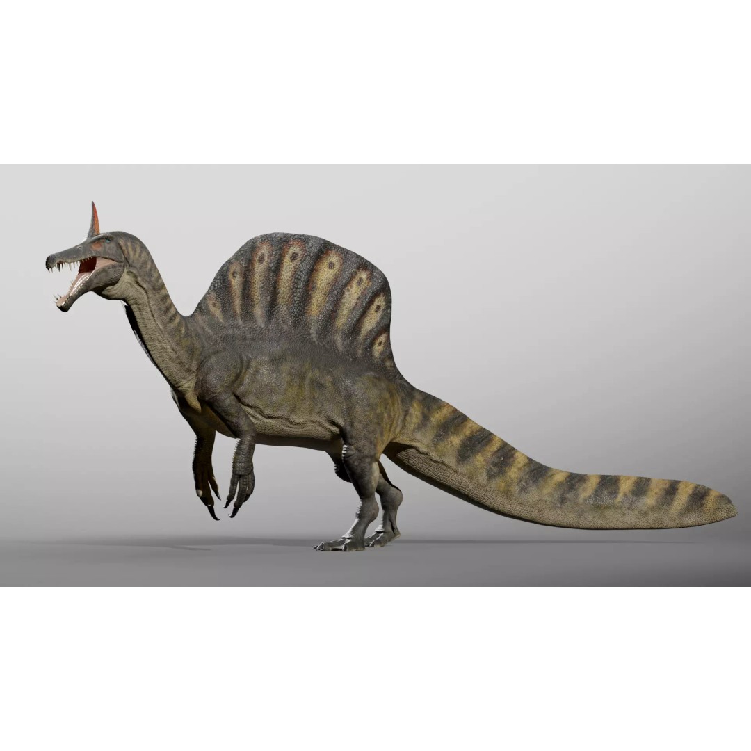Spinosaurus mirabilis 3D Model – Low Poly Rigged Dinosaur for Animation - View 3