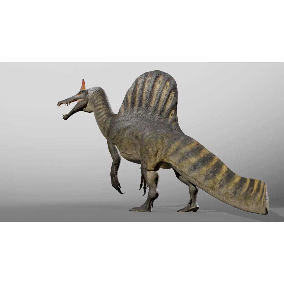 Spinosaurus mirabilis 3D Model – Low Poly Rigged Dinosaur for Animation - View 5