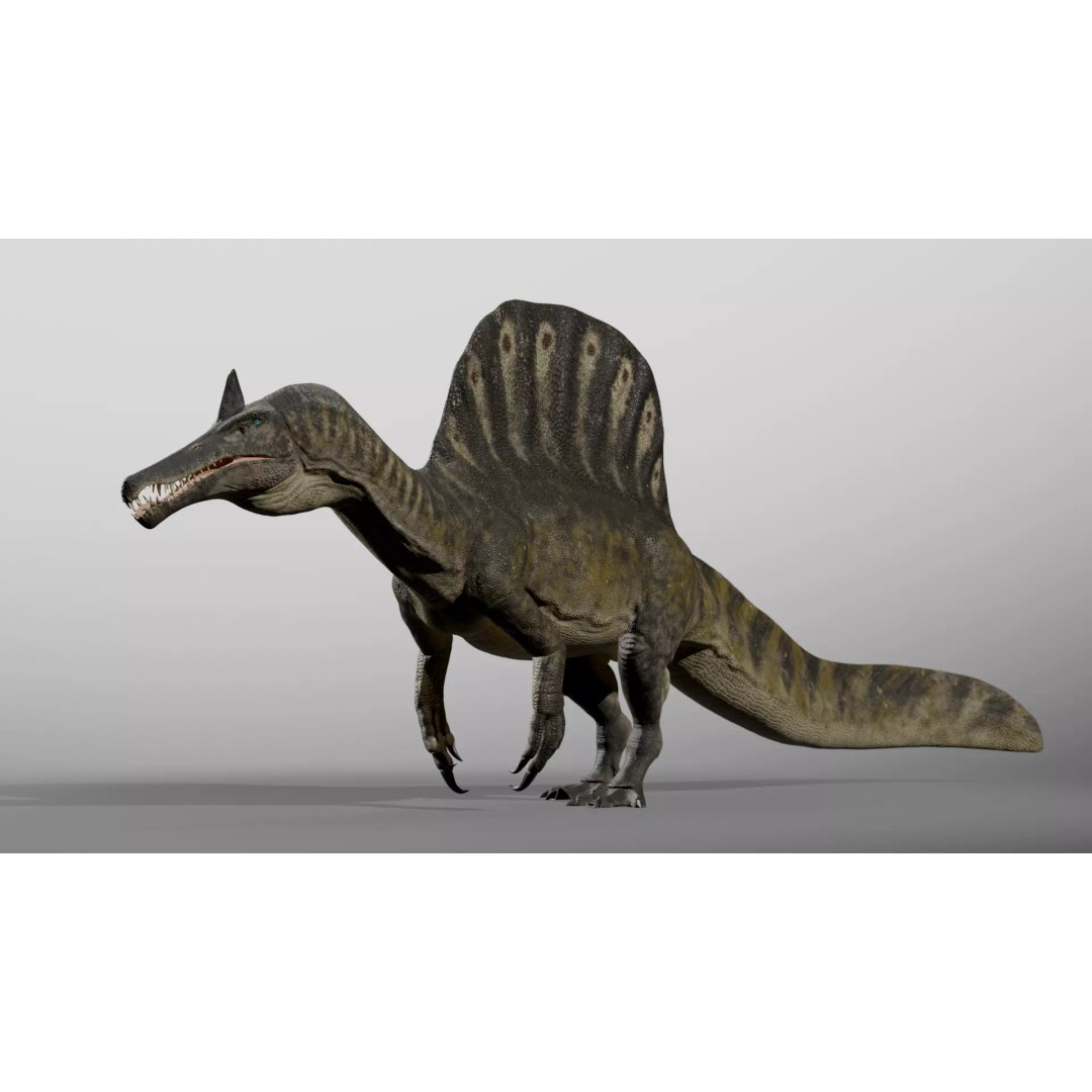 Spinosaurus mirabilis 3D Model – Low Poly Rigged Dinosaur for Animation - View 6
