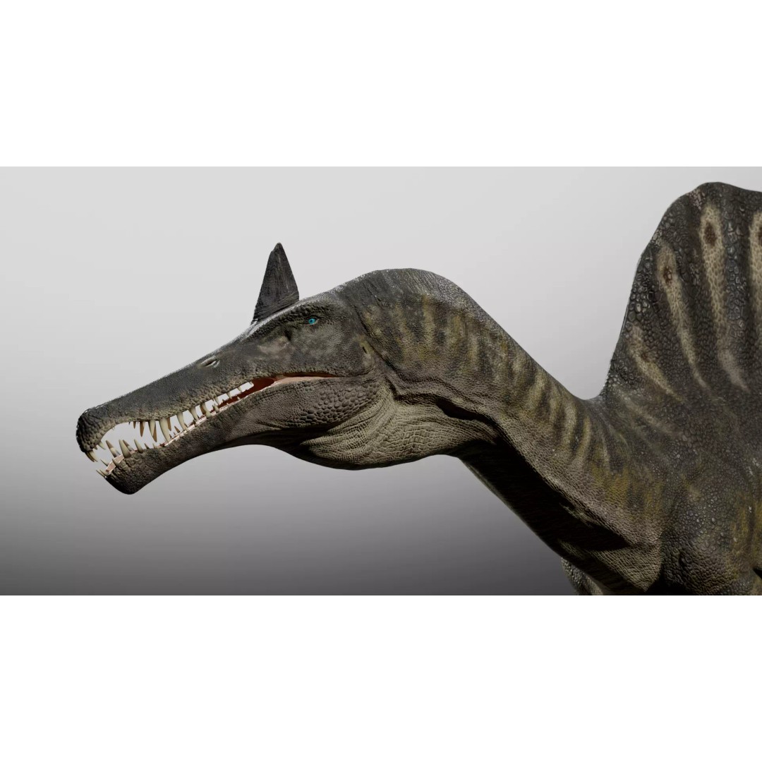 Spinosaurus mirabilis 3D Model – Low Poly Rigged Dinosaur for Animation - View 7
