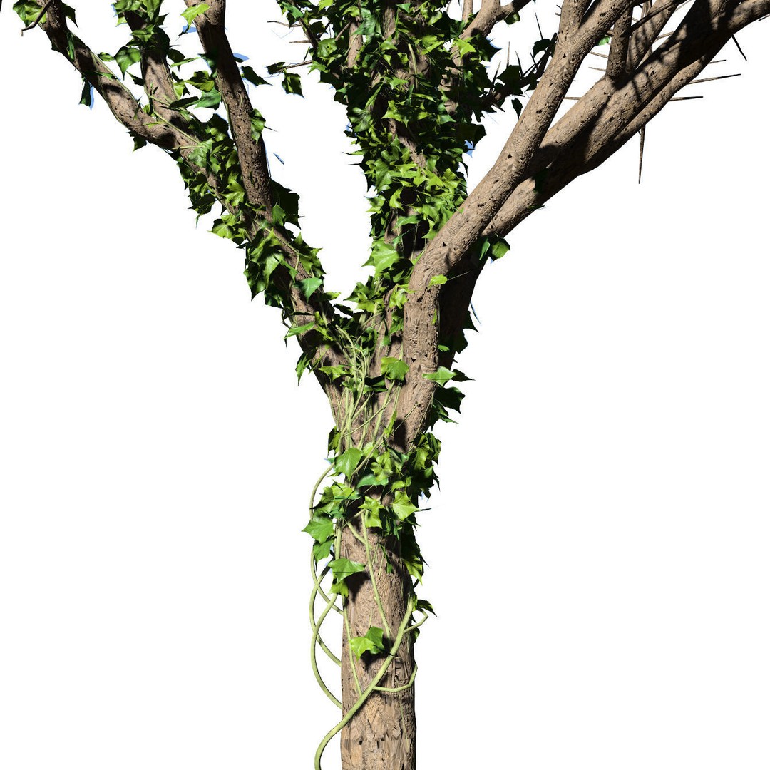Ivy Climbers 3D Model – Low Poly Winter Scene, Game Ready Formats