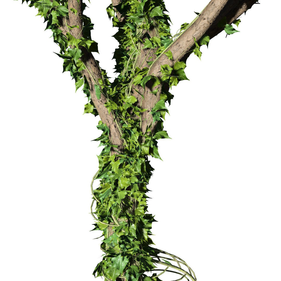 Ivy Climbers 3D Model – Low Poly Winter Scene, Game Ready Formats - View 13