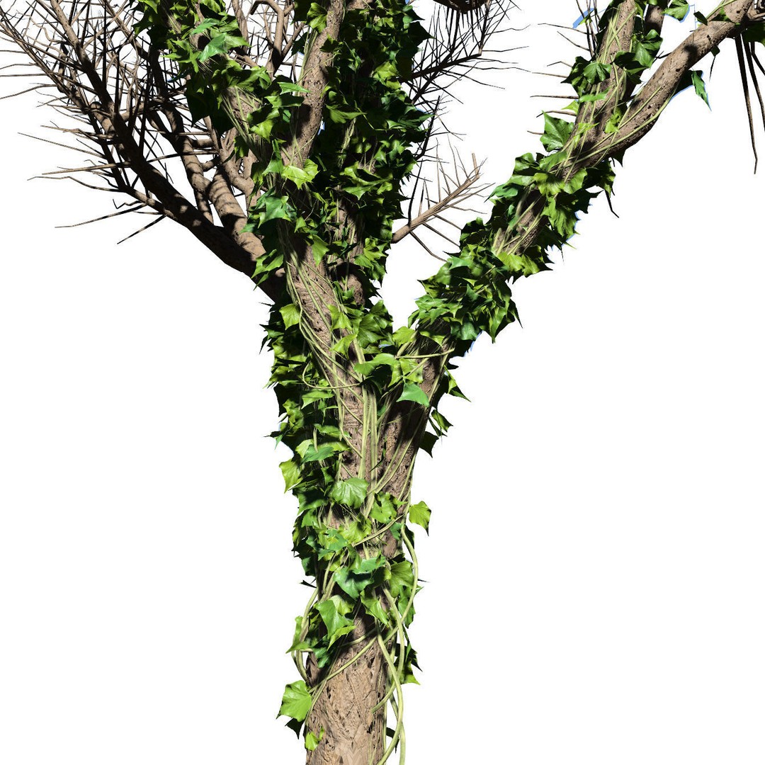 Ivy Climbers 3D Model – Low Poly Winter Scene, Game Ready Formats - View 14