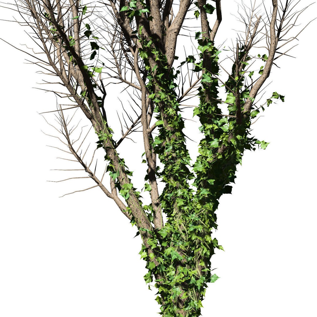 Ivy Climbers 3D Model – Low Poly Winter Scene, Game Ready Formats - View 9