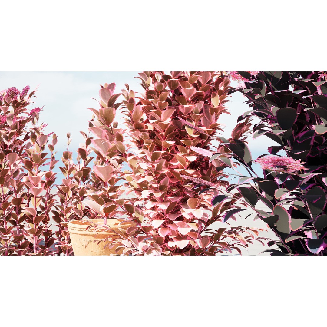 Dream Dazzler Shrub 3D Model – Low Poly Game Asset, PBR Textures - View 10