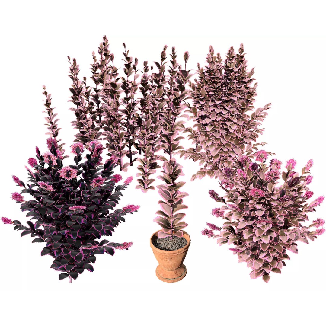 Dream Dazzler Shrub 3D Model – Low Poly Game Asset, PBR Textures - View 2