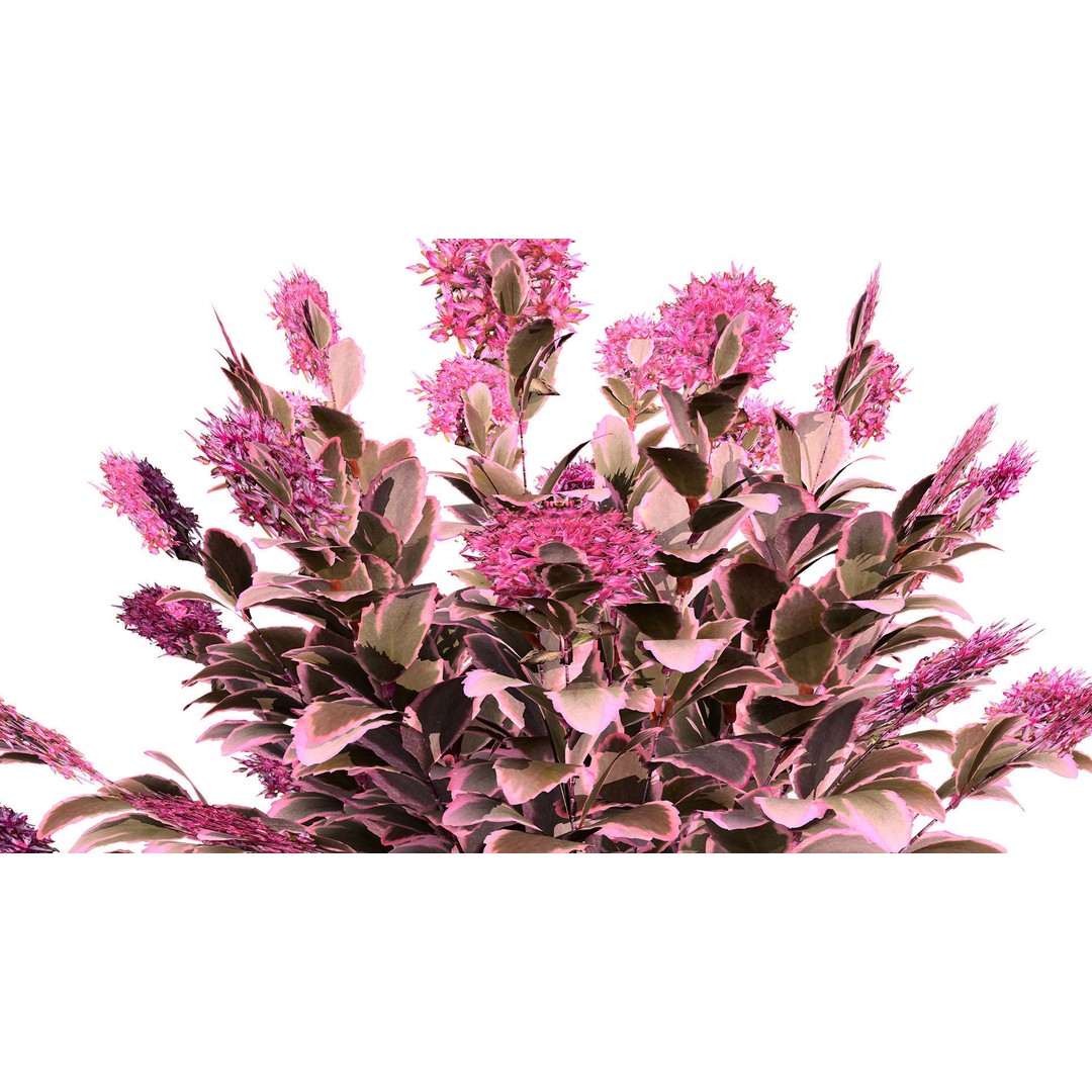 Dream Dazzler Shrub 3D Model – Low Poly Game Asset, PBR Textures - View 4