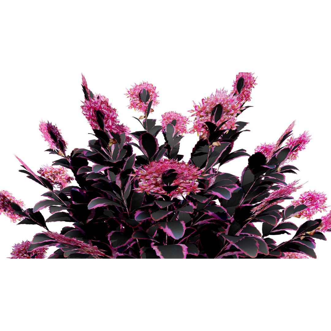 Dream Dazzler Shrub 3D Model – Low Poly Game Asset, PBR Textures - View 5