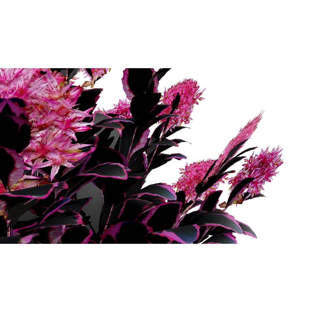Dream Dazzler Shrub 3D Model – Low Poly Game Asset, PBR Textures - View 6