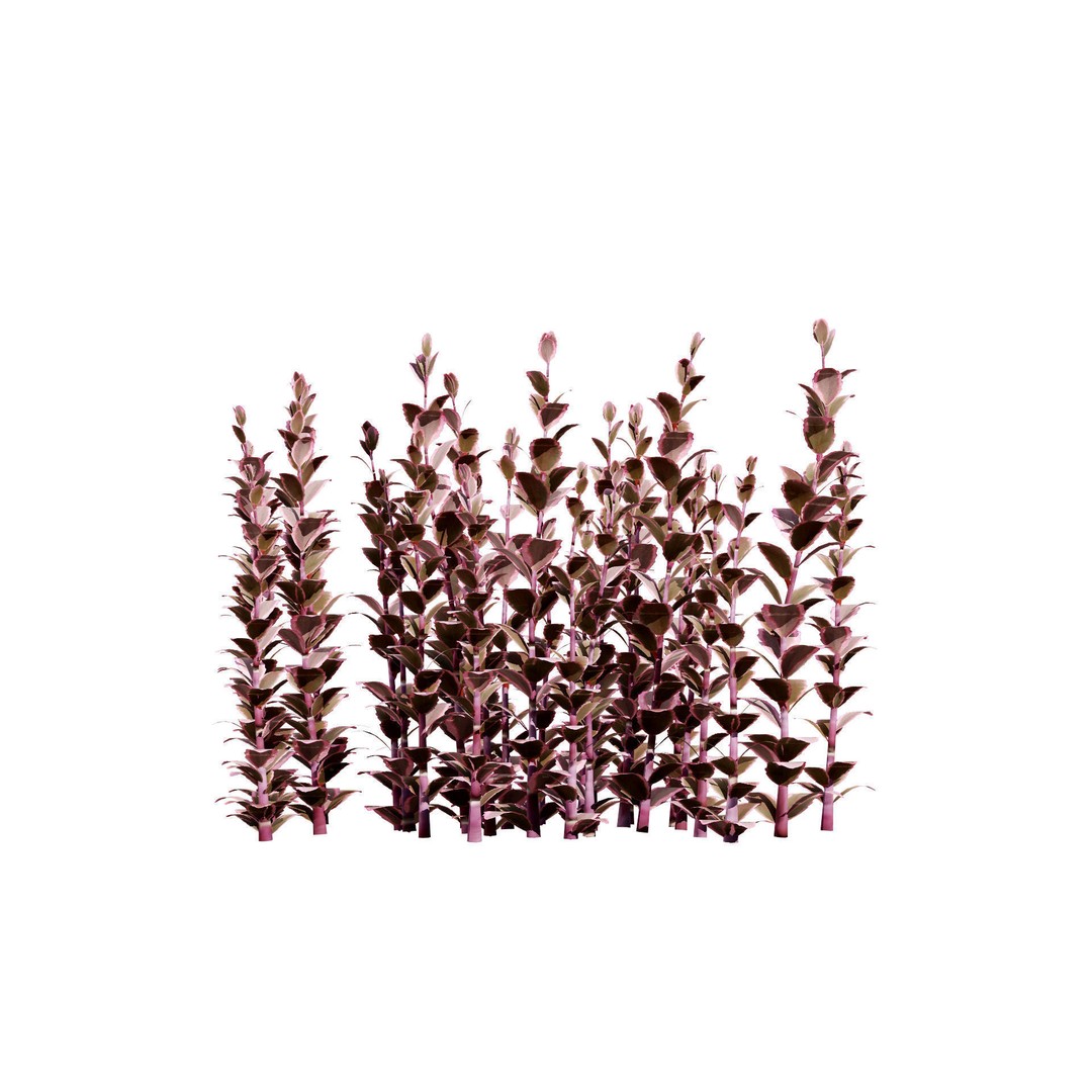 Dream Dazzler Shrub 3D Model – Low Poly Game Asset, PBR Textures - View 7