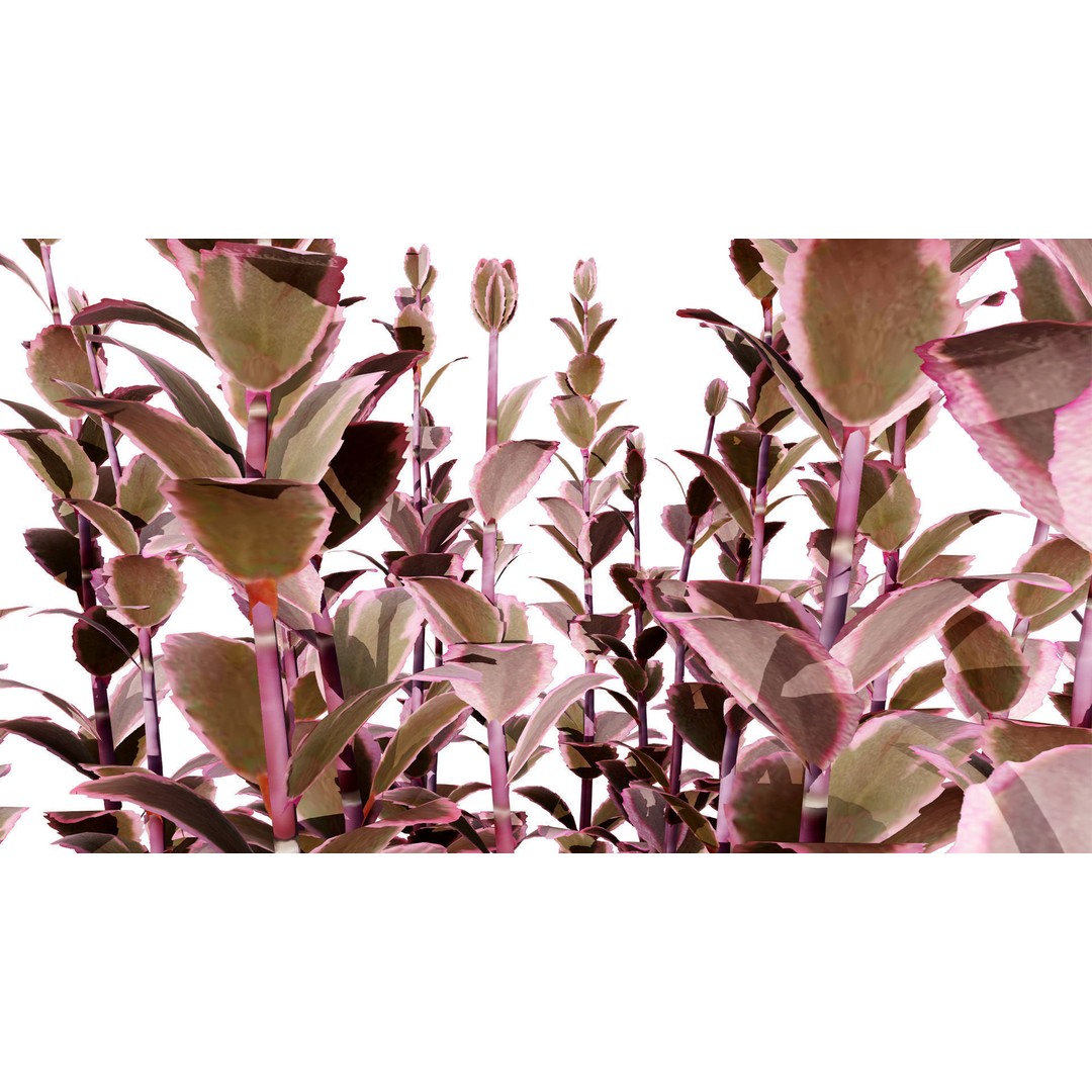 Dream Dazzler Shrub 3D Model – Low Poly Game Asset, PBR Textures - View 8